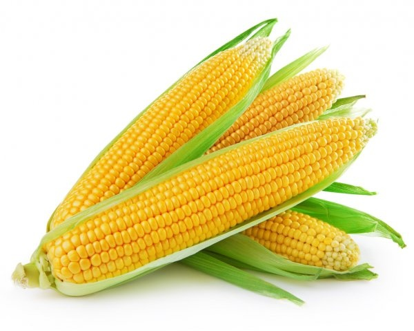 Corn - Corn, The photo, Cop, Longpost