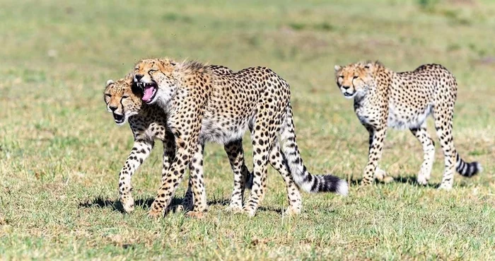 Well, you joke - The photo, Animals, Cheetah, wildlife, Small cats