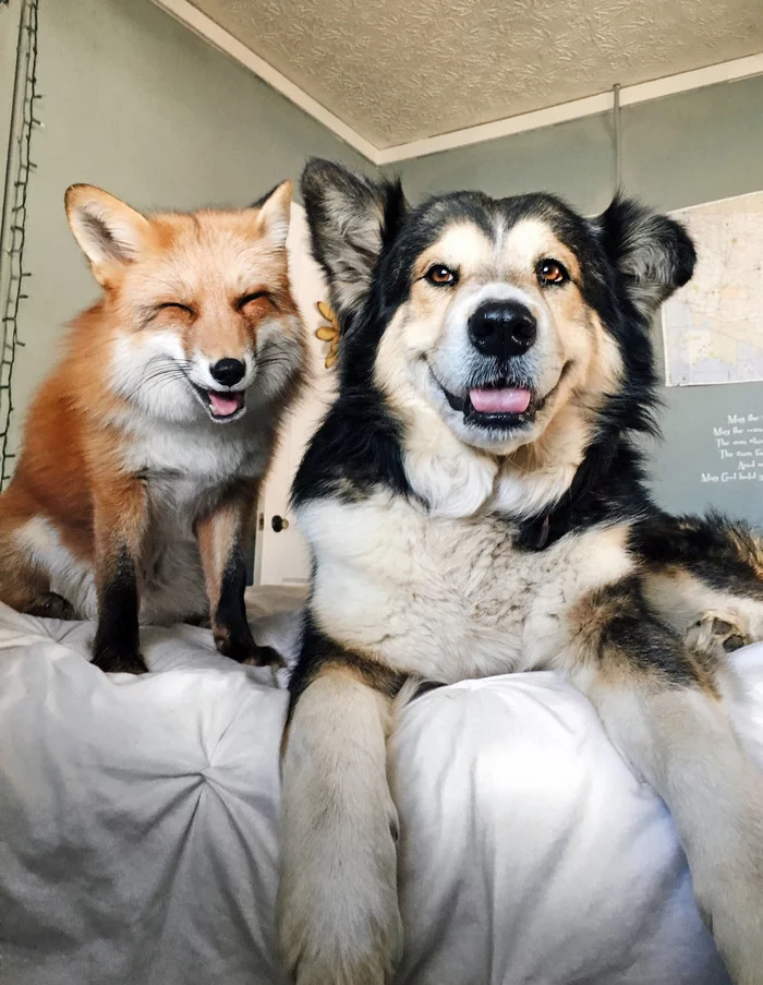 — Patrikeevna, can you at least once take a picture without grimacing? - Fox, Alaskan Malamute, Dog, Facial expressions, friendship, Fox Juniper