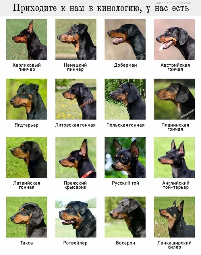 You are a dog handler. What is the name of the breed? - Humor, Cynology, Dog, Breed, Come to us