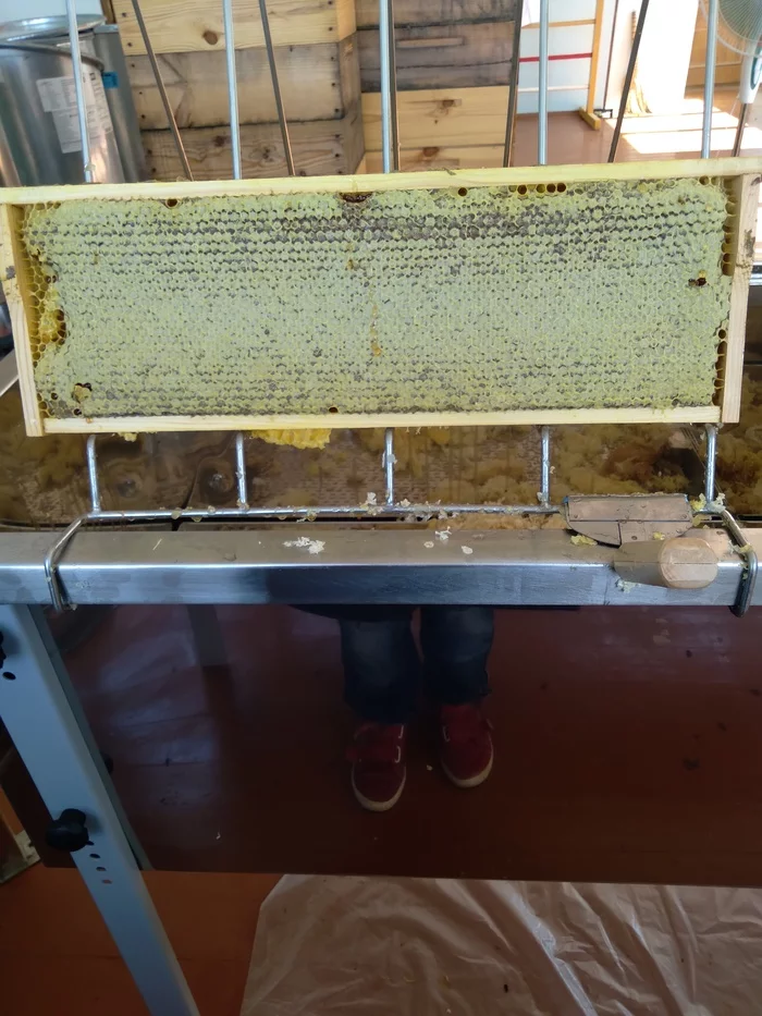 Printout - Bees, Yummy, Video, Longpost, Honeycomb, Honey