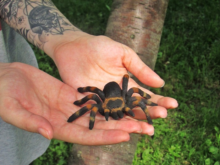 Как я с арахнофобией боролась