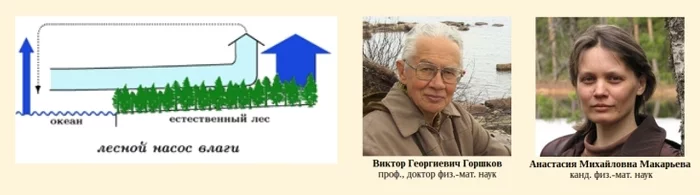 Ветер дует потому, что листья качаются - Наука, Открытие, Российские ученые, Климат, Биосфера, Лес, Ураган, Парниковый эффект, Длиннопост