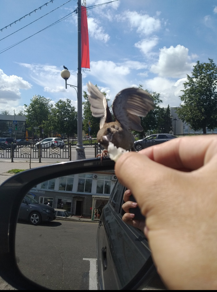 ��������, ������ �������)