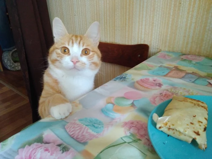 You must give me your pancake! - My, cat, The photo, Resentment