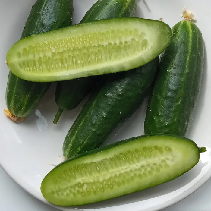 I LIKE MORE WITH PIMPLES - My, Cucumbers, Vegetable garden on the windowsill, Harvest, Houseplants, Gardening