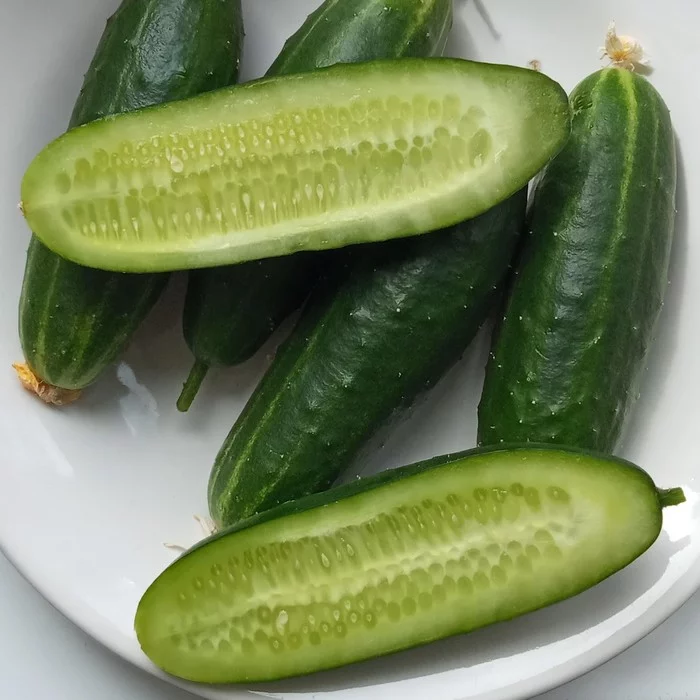 I LIKE IT BETTER WITH BUMPS - My, Cucumbers, Vegetable garden on the windowsill, Harvest, Houseplants, Gardening