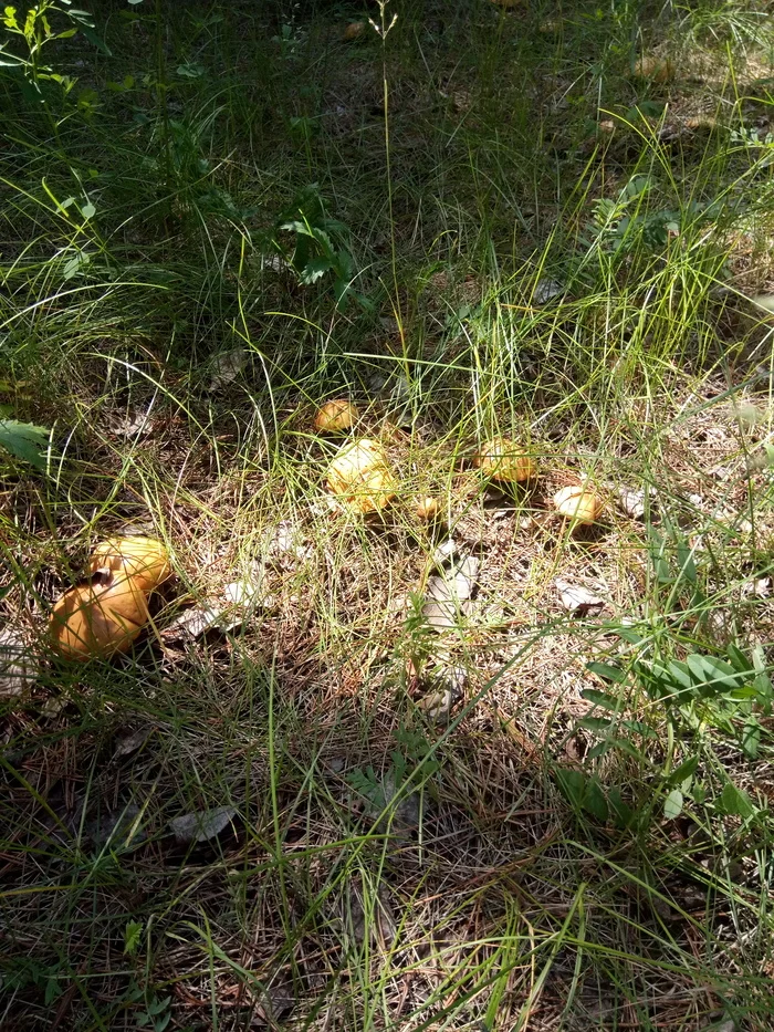 The first mushrooms - My, Butterlets, Mushrooms, Nokia, Forest, Nature, Longpost