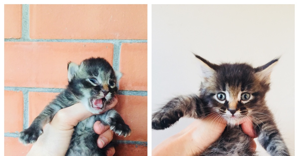 когда можно забирать котенка от кошки. котенка забрали от мамы. недельные котята. маленькие котята в хорошие руки. во сколько котёнка можно забрать от мамы.