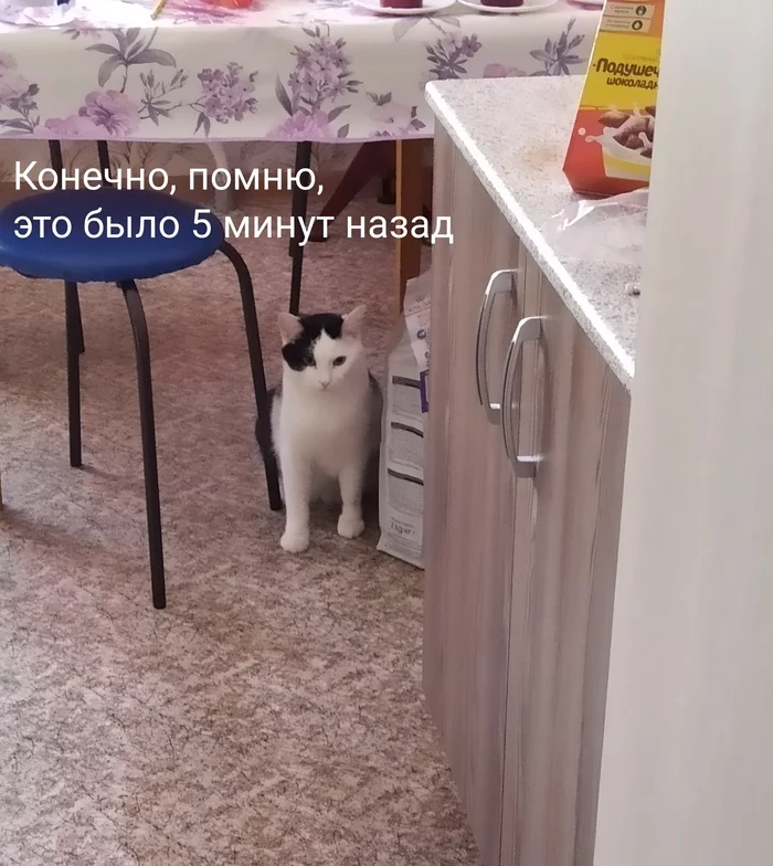 Not fat, but fluffy - My, cat, Humor, Kindness, Milota, Fullness, Longpost
