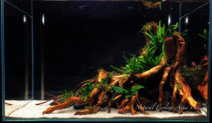 Классный акваскейп