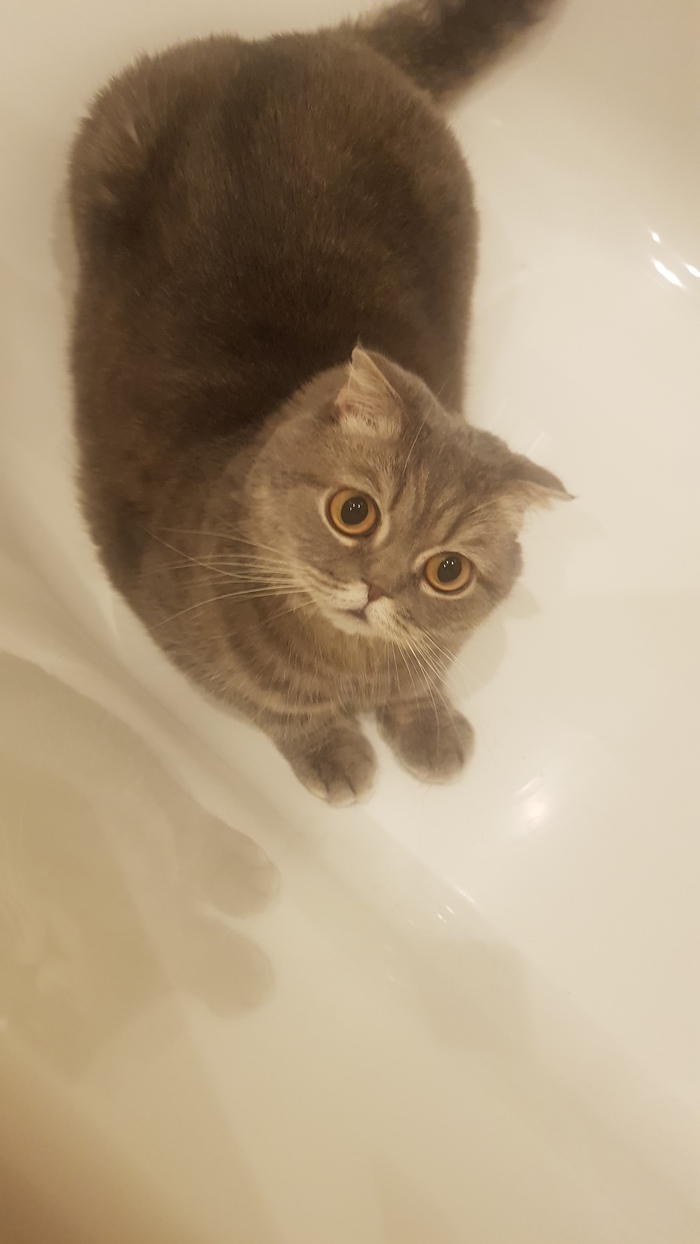 Ãäå áû ñïðÿòàòüñÿ îò æàðû? Êîò, Æàðà, Þìîð, Ìèìèêà, Äëèííîïîñò, Äîìàøíèå æèâîòíûå