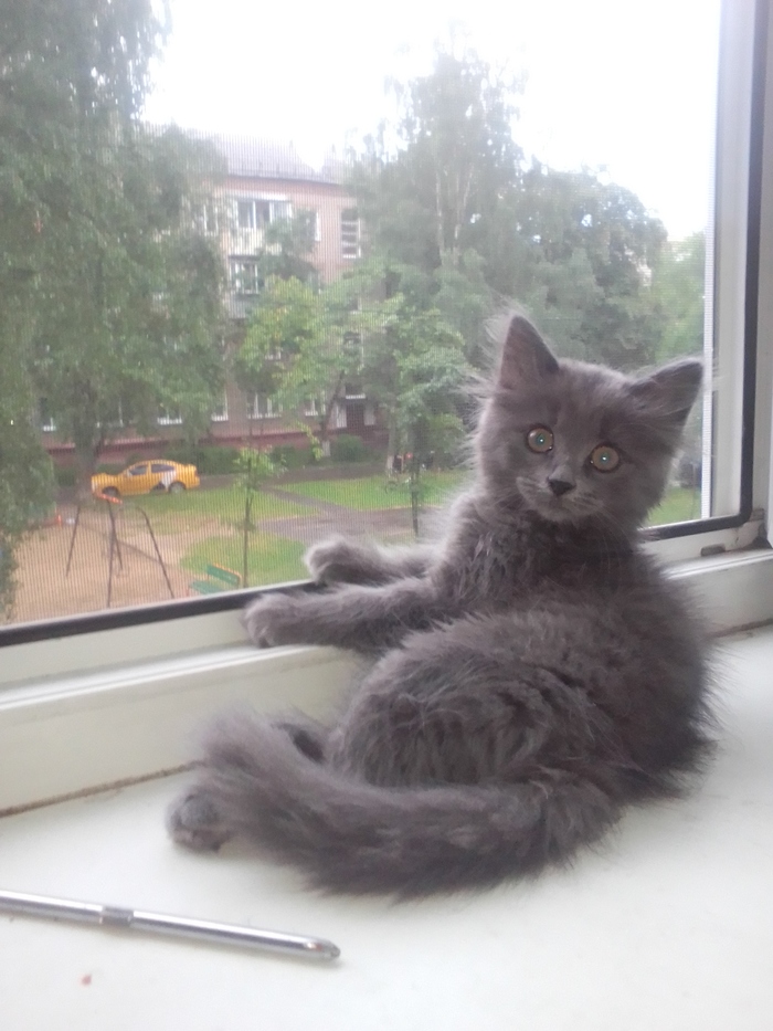 Привет пикабу!