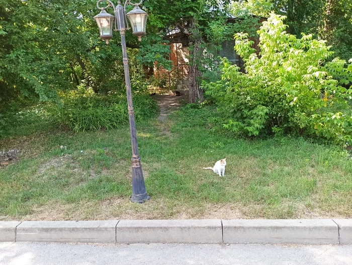 The house of those same stories - My, cat, The photo, Rostov-on-Don, Zoo, Life stories, Cat with lamp