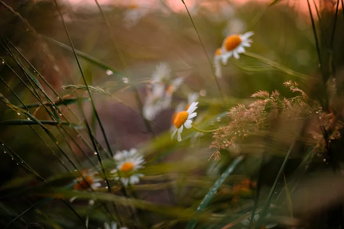 4th of July. Near Kaluga - My, The photo, Flowers, Landscape