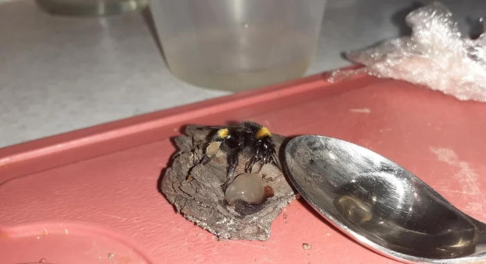 Bumblebee Rescue - My, Bumblebee, The photo