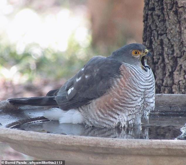 When you jumped into the bath and it turned out to be cold - Birds, Bath