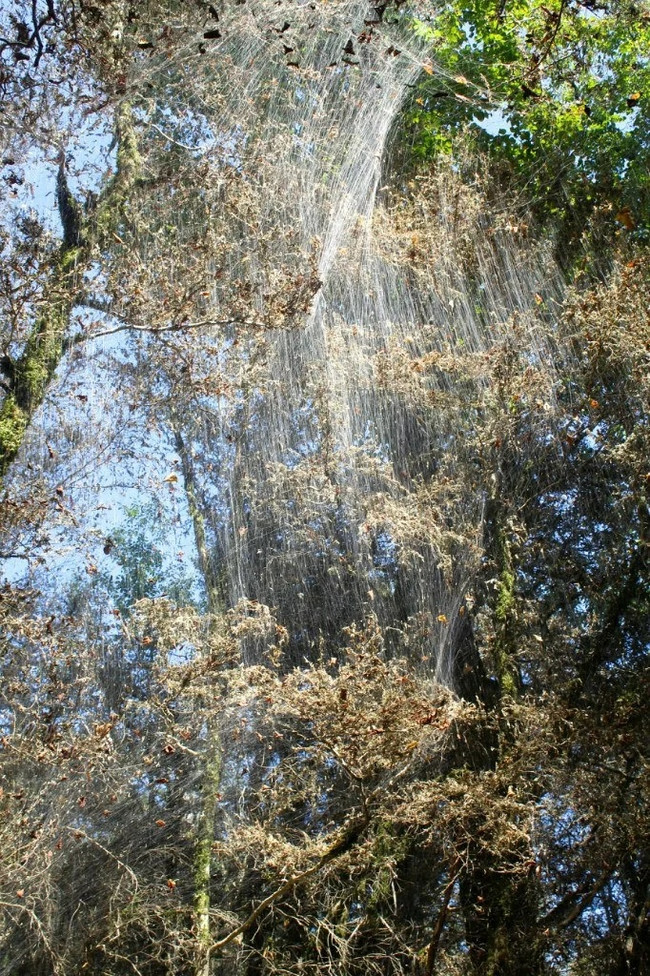 Wild boxwood is dying out... - My, Cat_cat, Story, Ecology, Forest, Extinction, Longpost