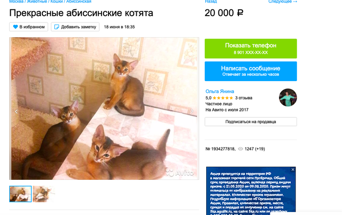 Осторожно: заводчица-мошенница разводит больных котят Мошенничество, Абиссинская кошка, Недобросовестный заводчик, Панлейкопения, Негатив, Длиннопост