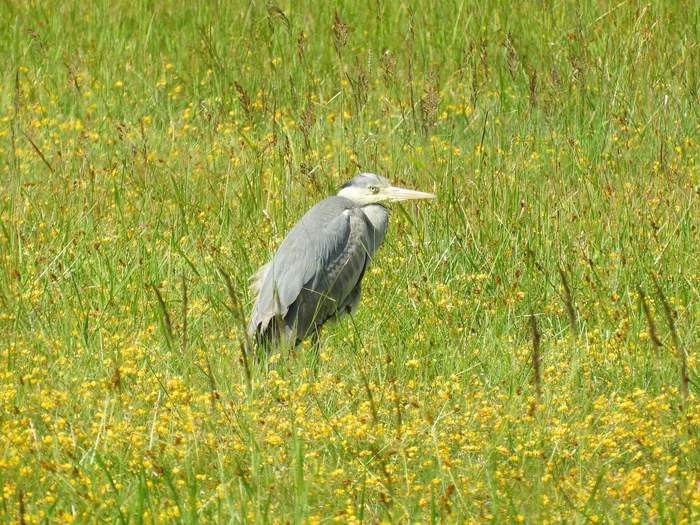 gray heron - My, Gray heron, Heron