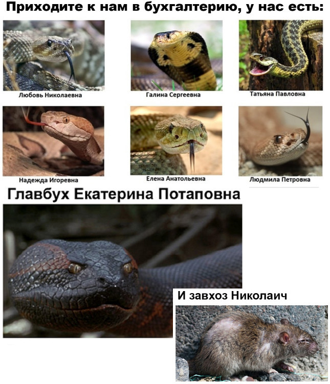 Серпентарий картинки прикольные