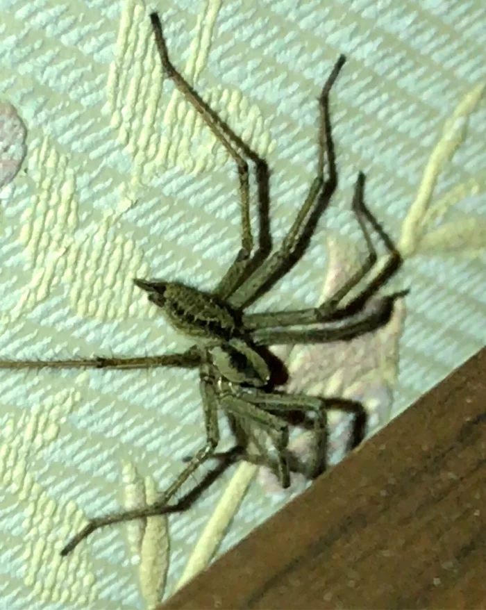 What kind of spider? - My, Spider, What's this?