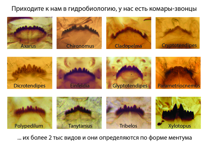 Come visit us in hydrobiology - My, Come to us, Mosquitoes, Hydrobiology, Biology, Insects