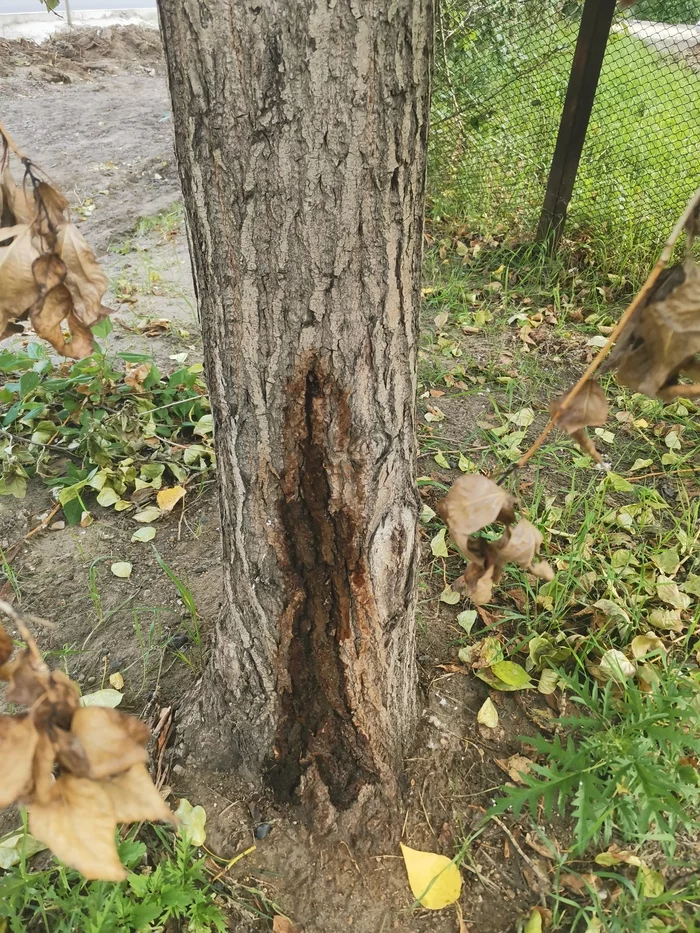 Варварское уничтожение деревьев в Чите - Моё, Дерево, Произвол, Экология, Баннер, Реклама, Чита, Длиннопост, Негатив, Помощь