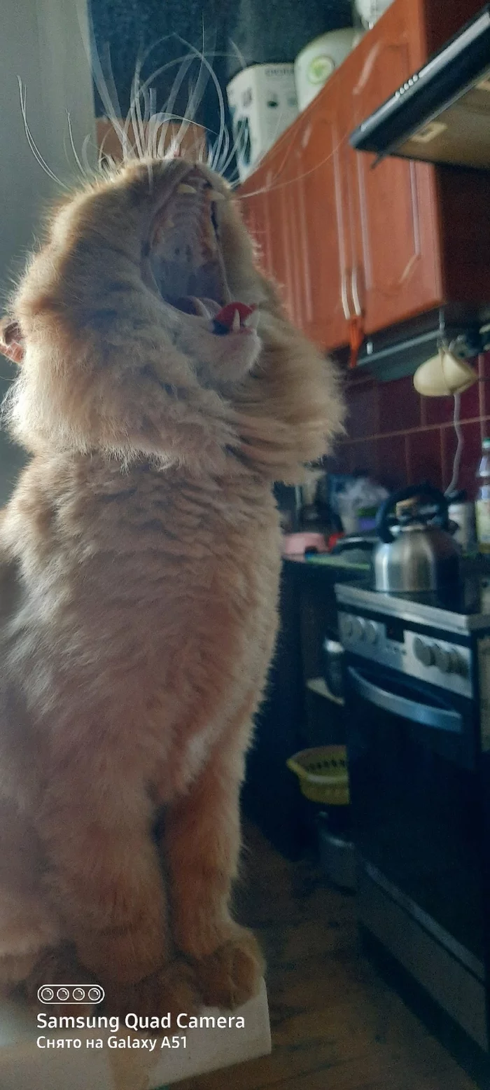 I am a lion! - cat, Longpost, Mobile photography, Pets, Yawn