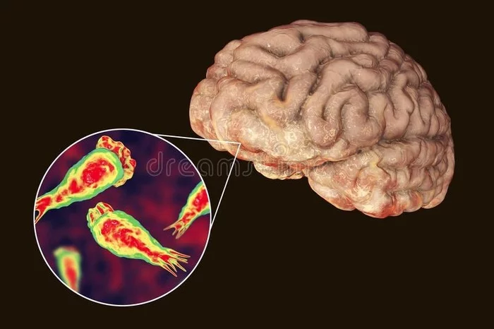 Scientists warn Americans about the appearance of a brain-eating amoeba - Parasites, Amoeba, Infection, Warning, Water, USA