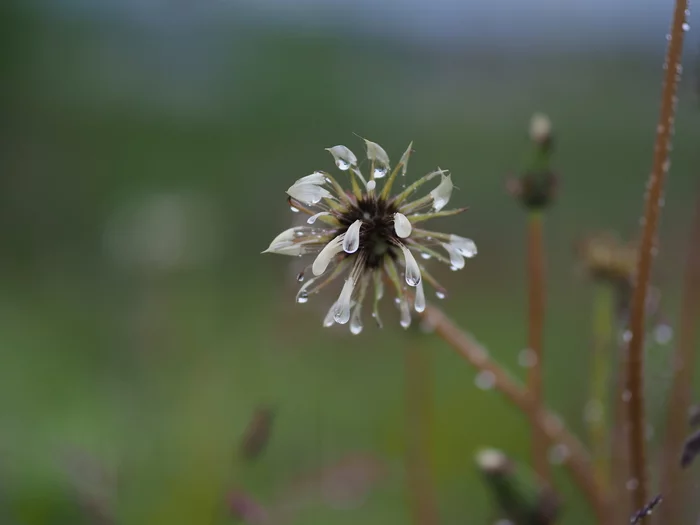 Sad dandelions - My, Dandelion, Nature, Rain, I want criticism, Longpost