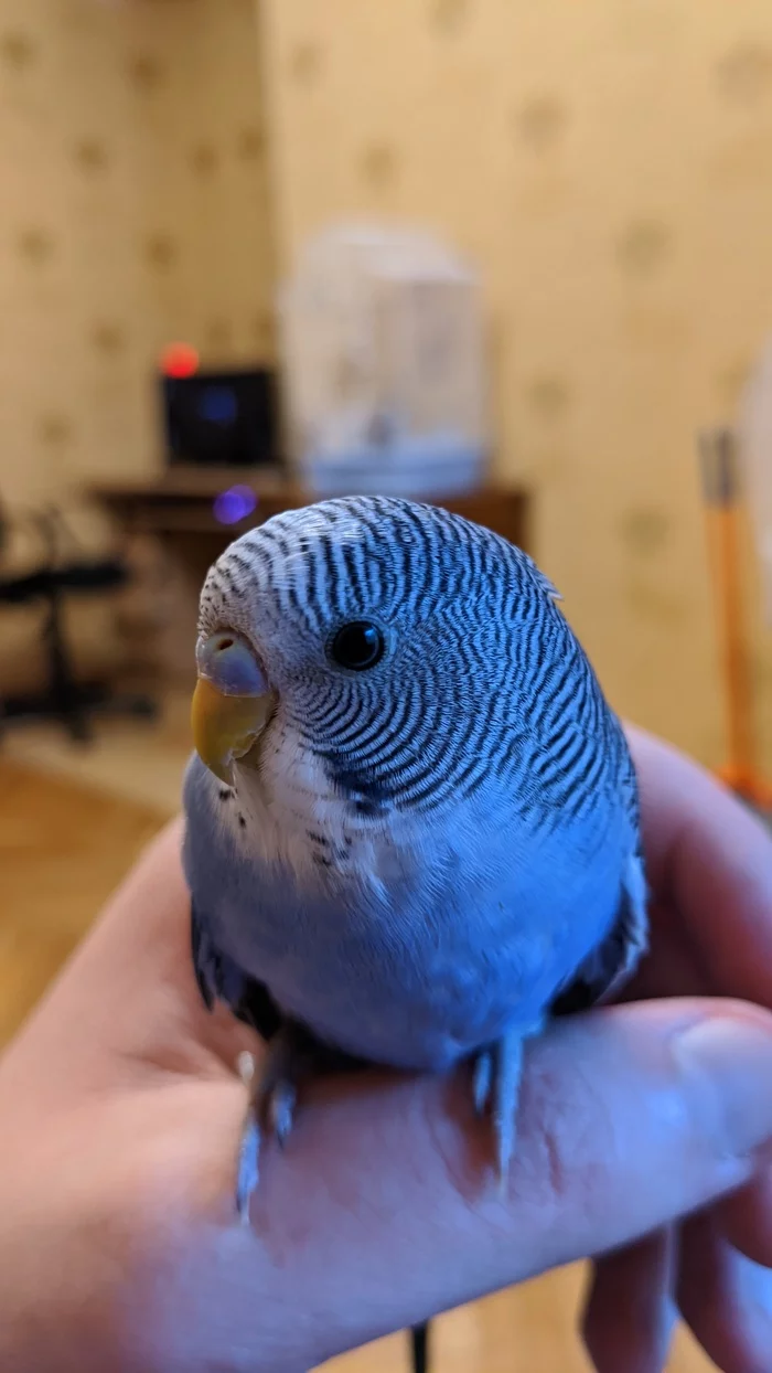 Name for a parrot - My, Names, A parrot, Longpost