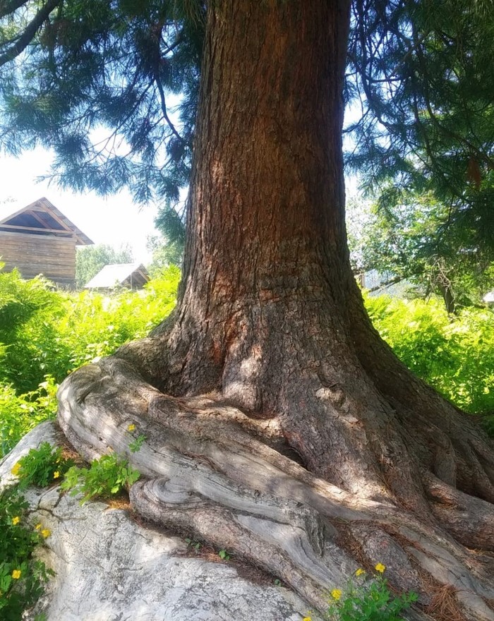 Дерево на камне Дерево, Камень, Природа, Республика Алтай, Кедр, Длиннопост