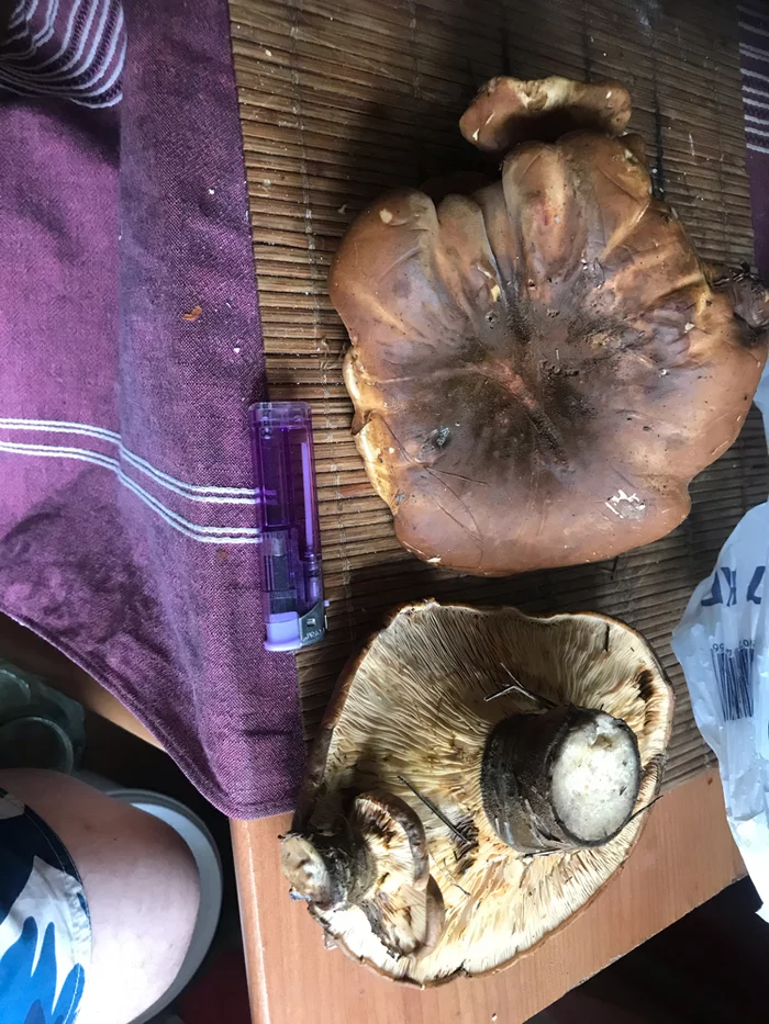 Help identify mushrooms - My, Mushrooms, Miracle mushroom, Longpost