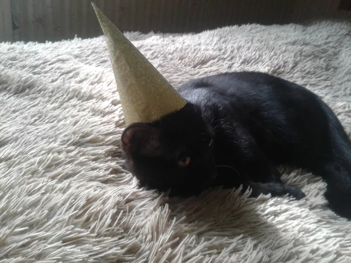 Jam Day - My, Birthday, cat, Longpost