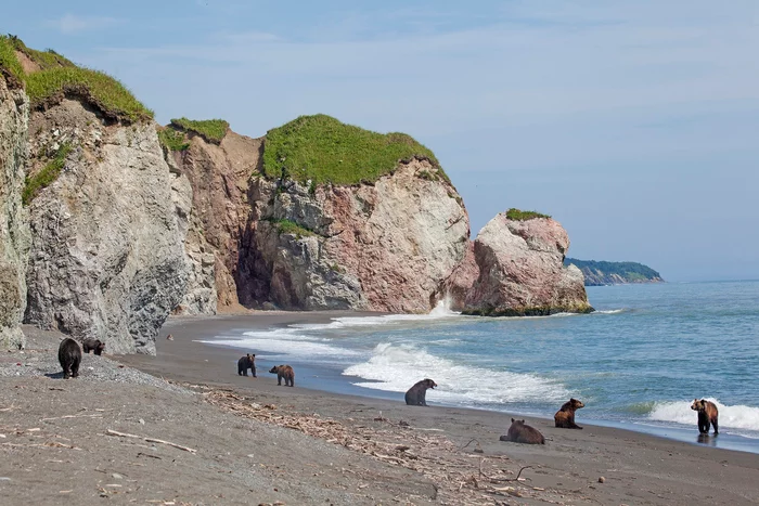 Bear Beach - The Bears, Brown bears, Sakhalin, East Coast, Nature, The national geographic, The photo