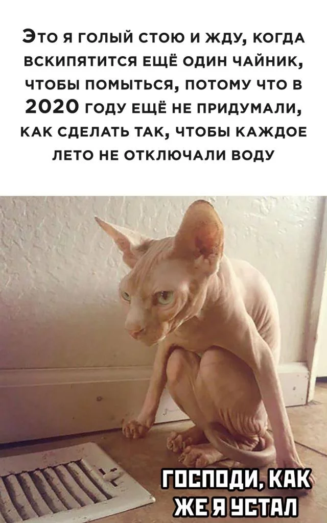 Expectation - Expectation, Kettle, cat, 2020, Russia, Humor, Picture with text