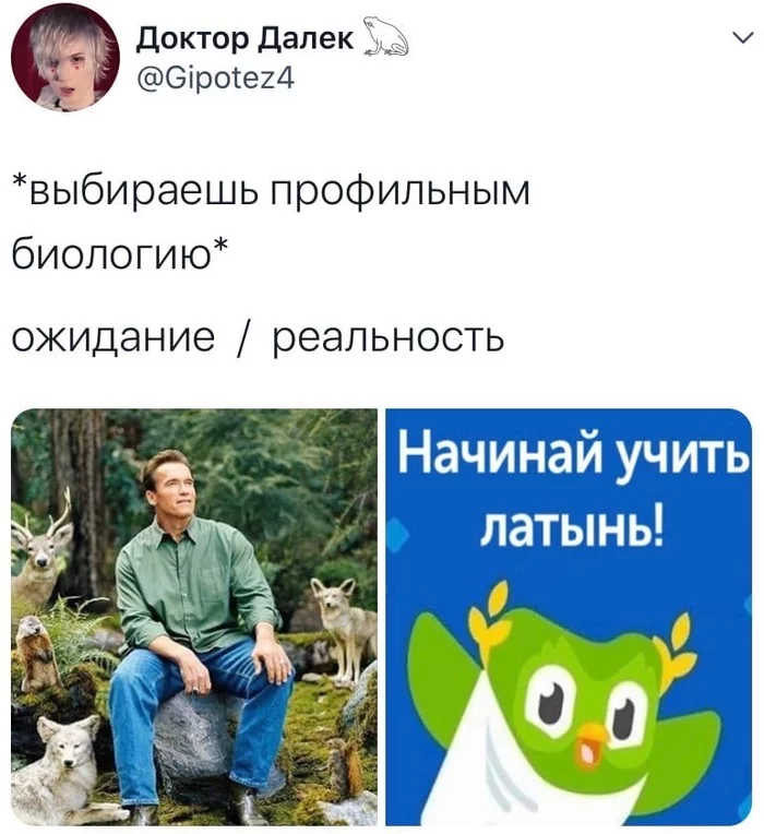 Реальность полна разочарований - Биология, Латынь, Duolingo, Арнольд Шварценеггер, Twitter, Скриншот, Мемы