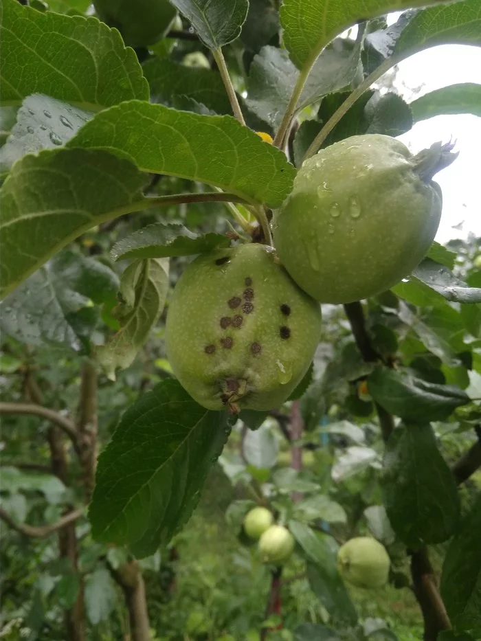 Apple growers, sadists and gardeners, post for help, please raise - My, No rating, Apple tree, Pests, Michurintsy, Longpost