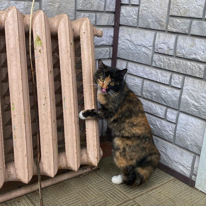 "�������� ���� ������"