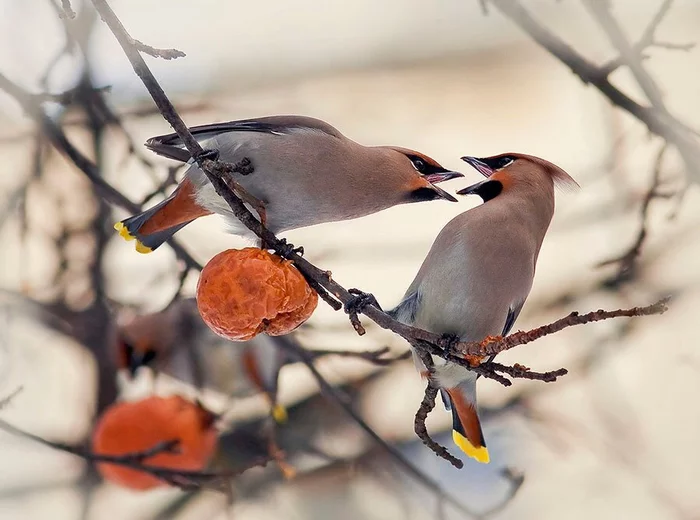 Come on, breathe! - Birds, Waxwing, The national geographic, The photo