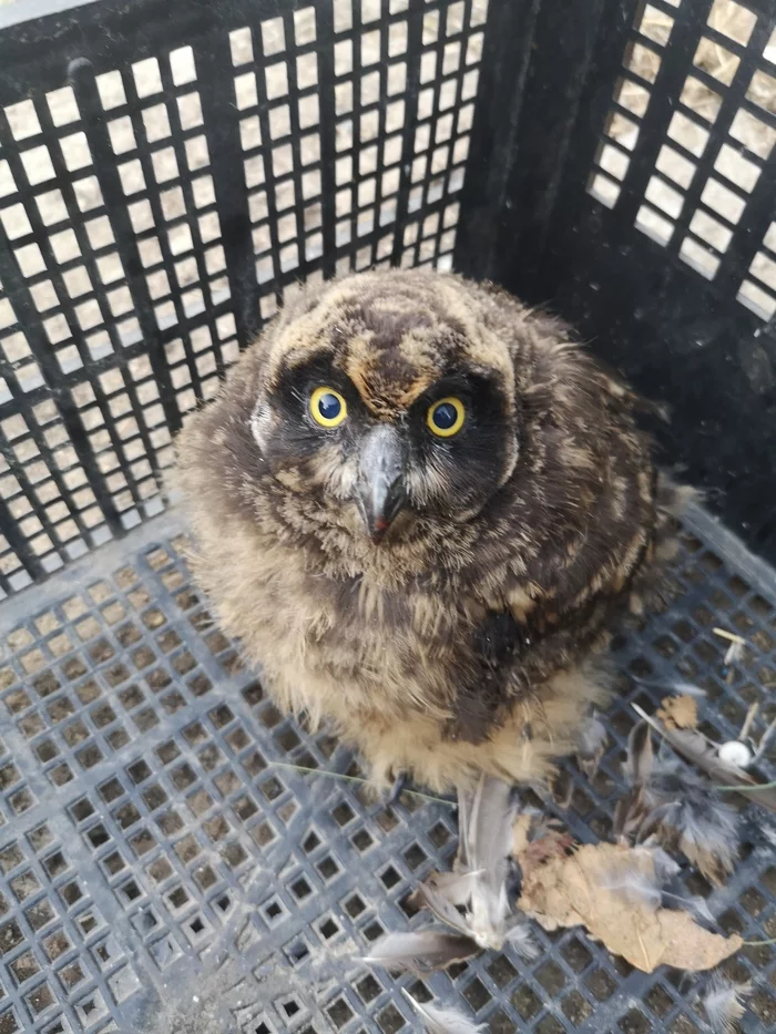 Help identify the species - My, Owl, Breed, Help me find