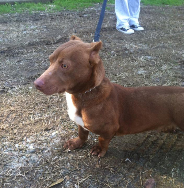 Dachshund+Pitbull=... - Images, Dog, Misunderstanding, Longpost