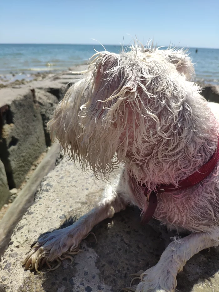 One day at sea - My, Dog, Sea