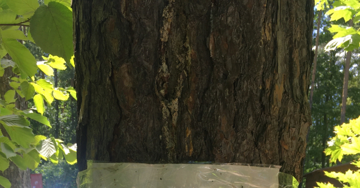 Говорящим козлам посвящается ! | Пикабу