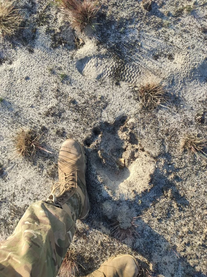 Bear footprint near the city of Pripyat - My, The Bears, Pripyat, Illegally