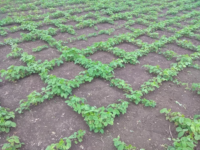 If you want to be advanced - this is a square-nested one! - My, Agronomy, Sowing, Soy, Longpost