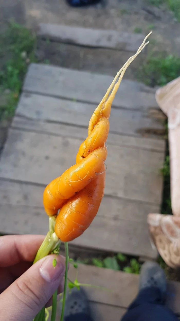 That's how strong love is - My, Harvest, Summer, Longpost, Carrot