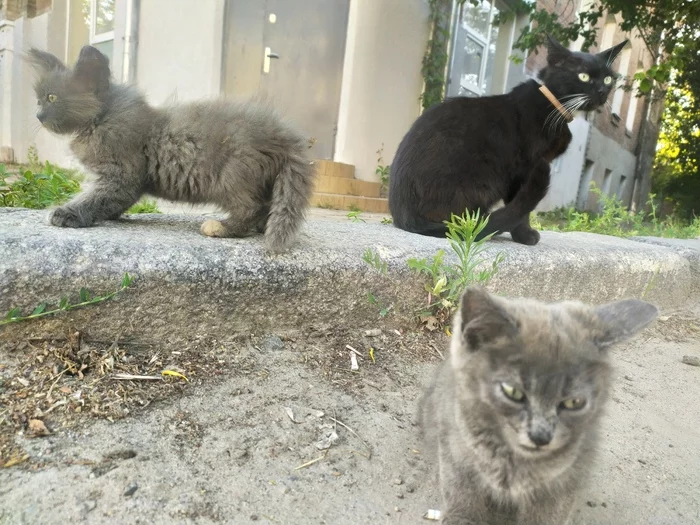 A happy family - My, Kittens, cat, Family, Longpost