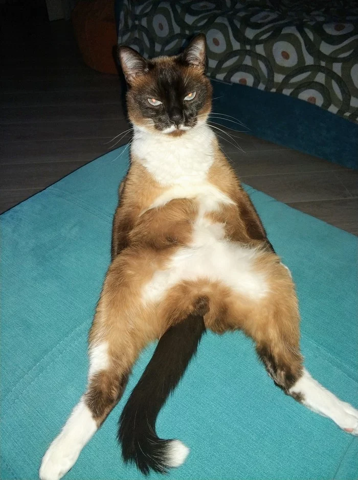 The cat gets high - My, cat, A life